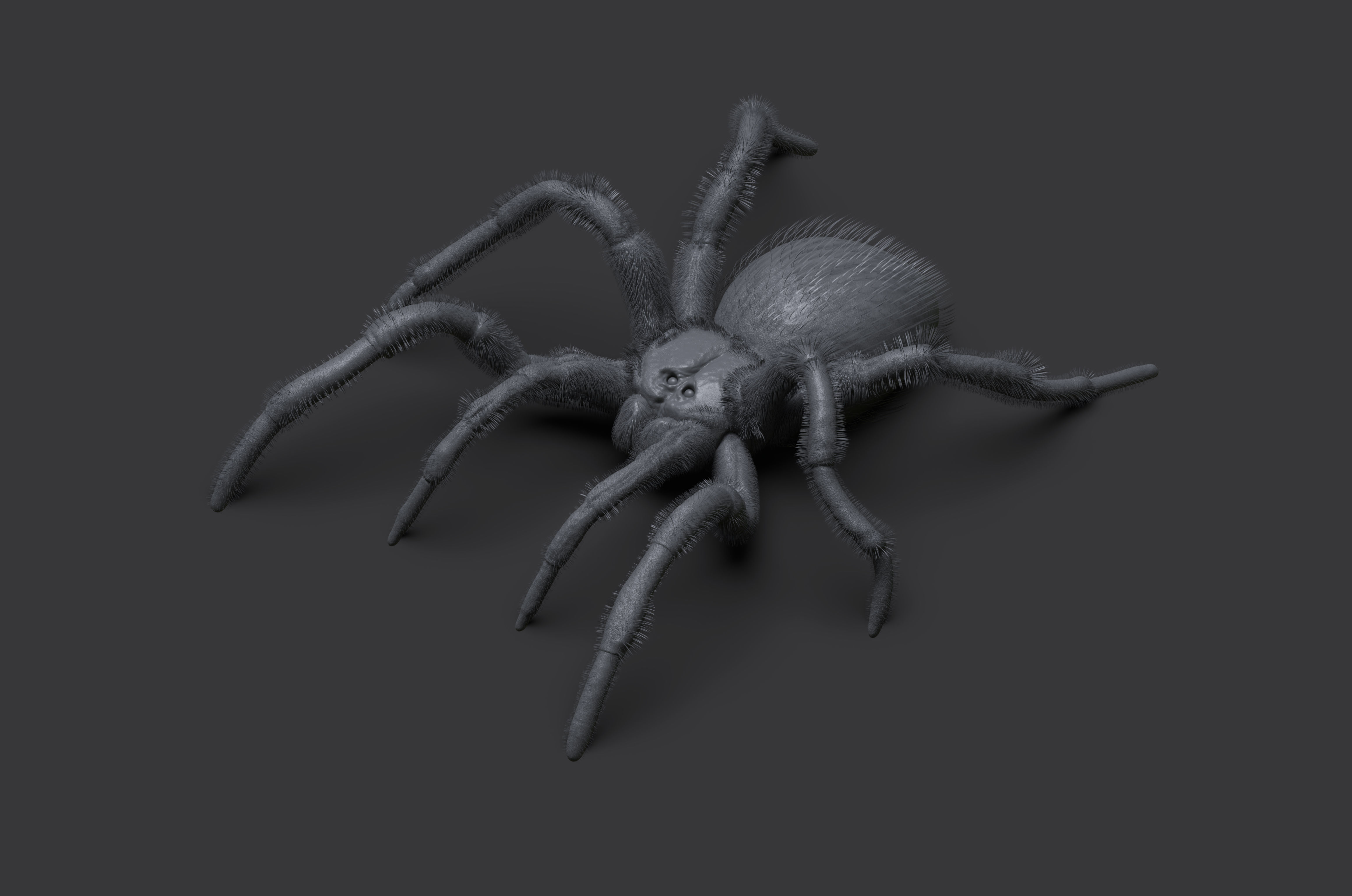 Red-knee Tarantula Brachypelma smithi  3D model_16