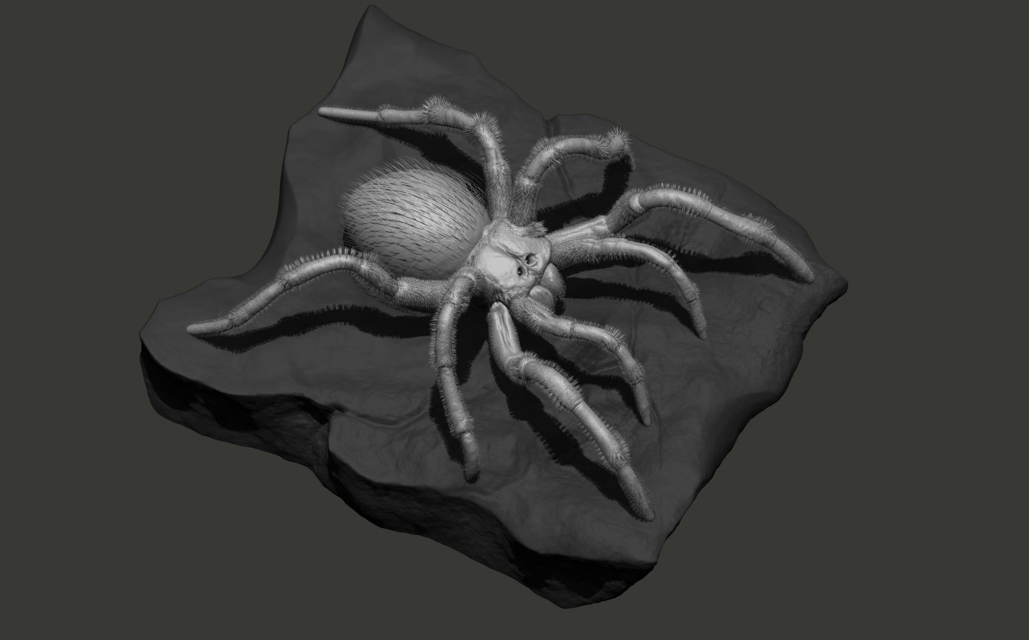 Red-knee Tarantula Brachypelma smithi  3D model_4