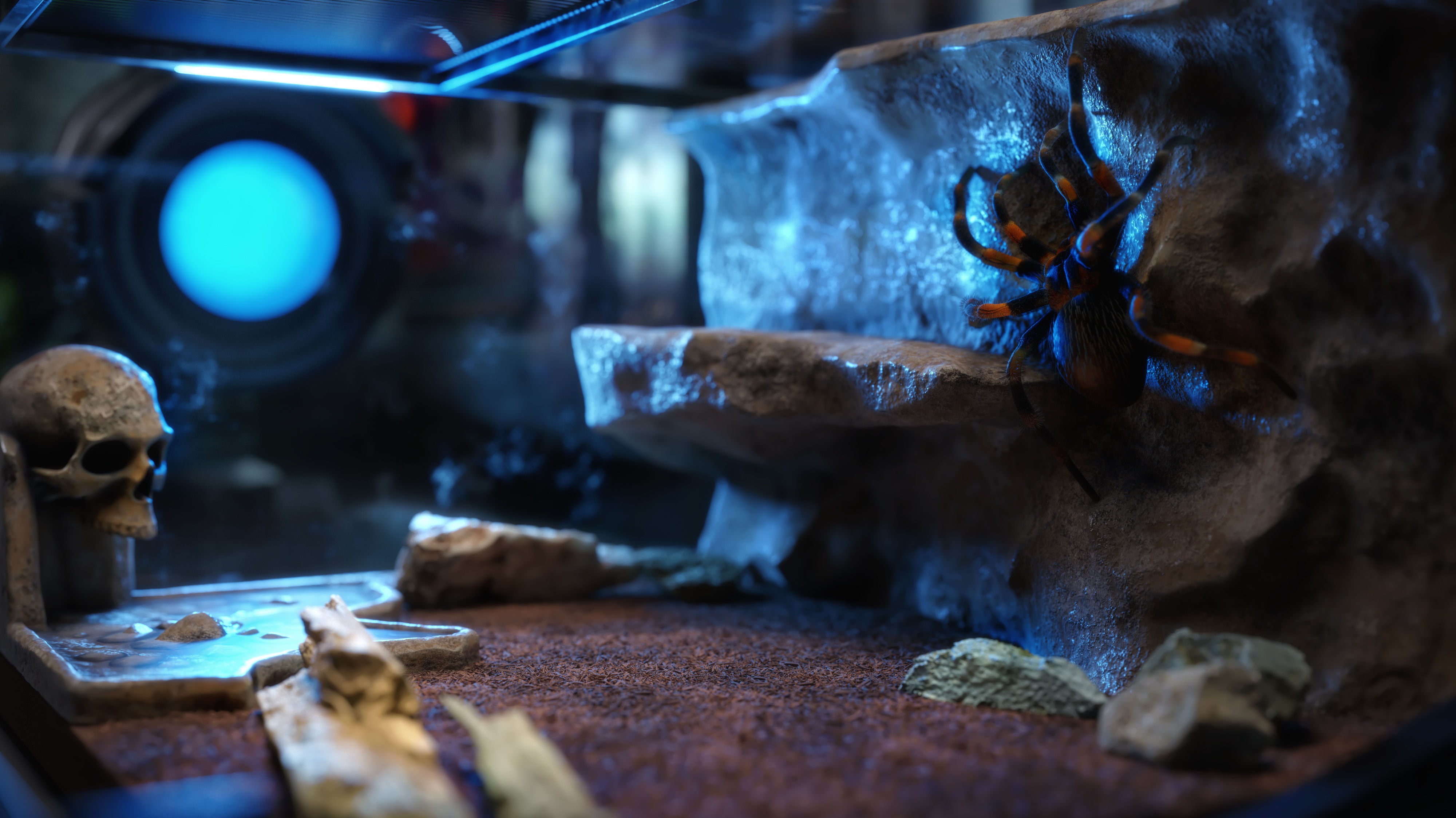 Red-knee Tarantula Brachypelma smithi  3D model_17