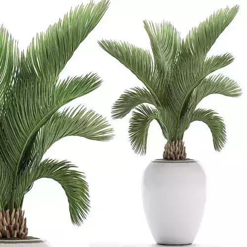 Decorative palm in a white flowerpot  513