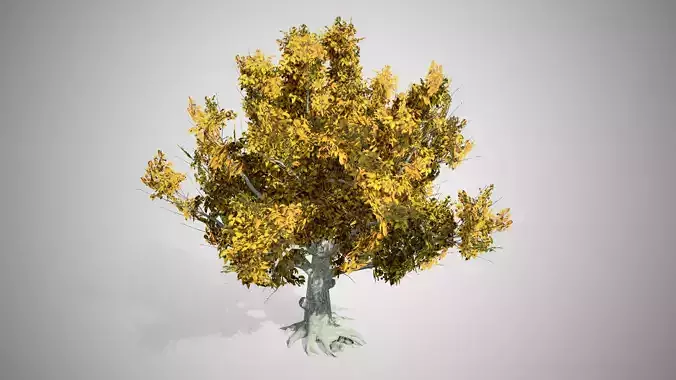 American Beech Fall Tree