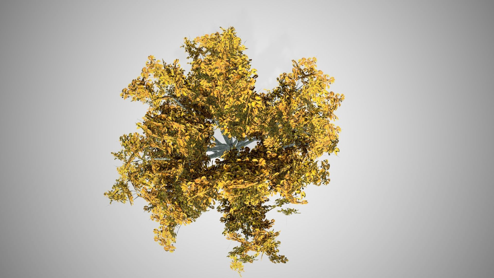 American Beech Fall Tree Low-poly 3D model_2