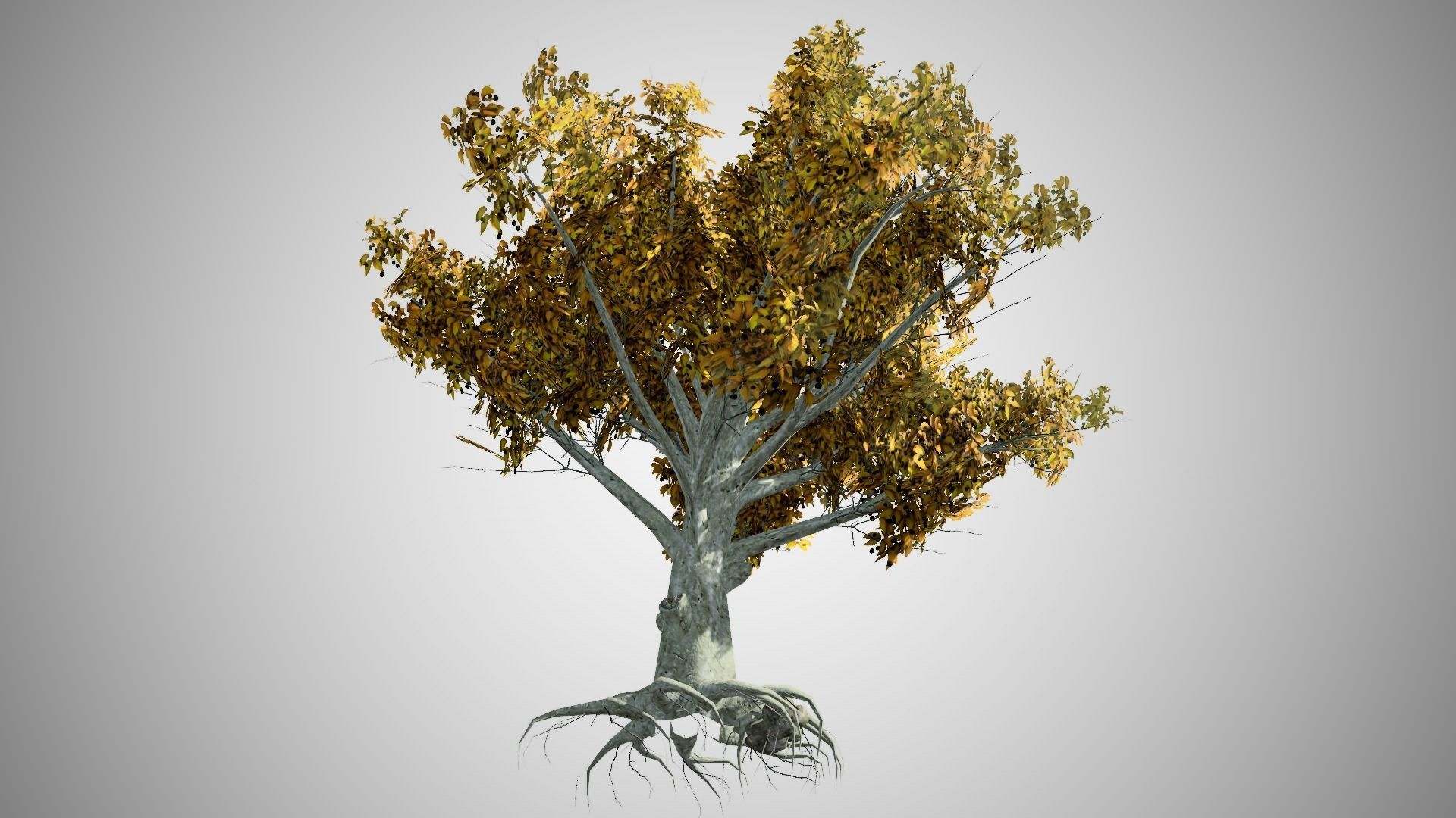 American Beech Fall Tree Low-poly 3D model_3