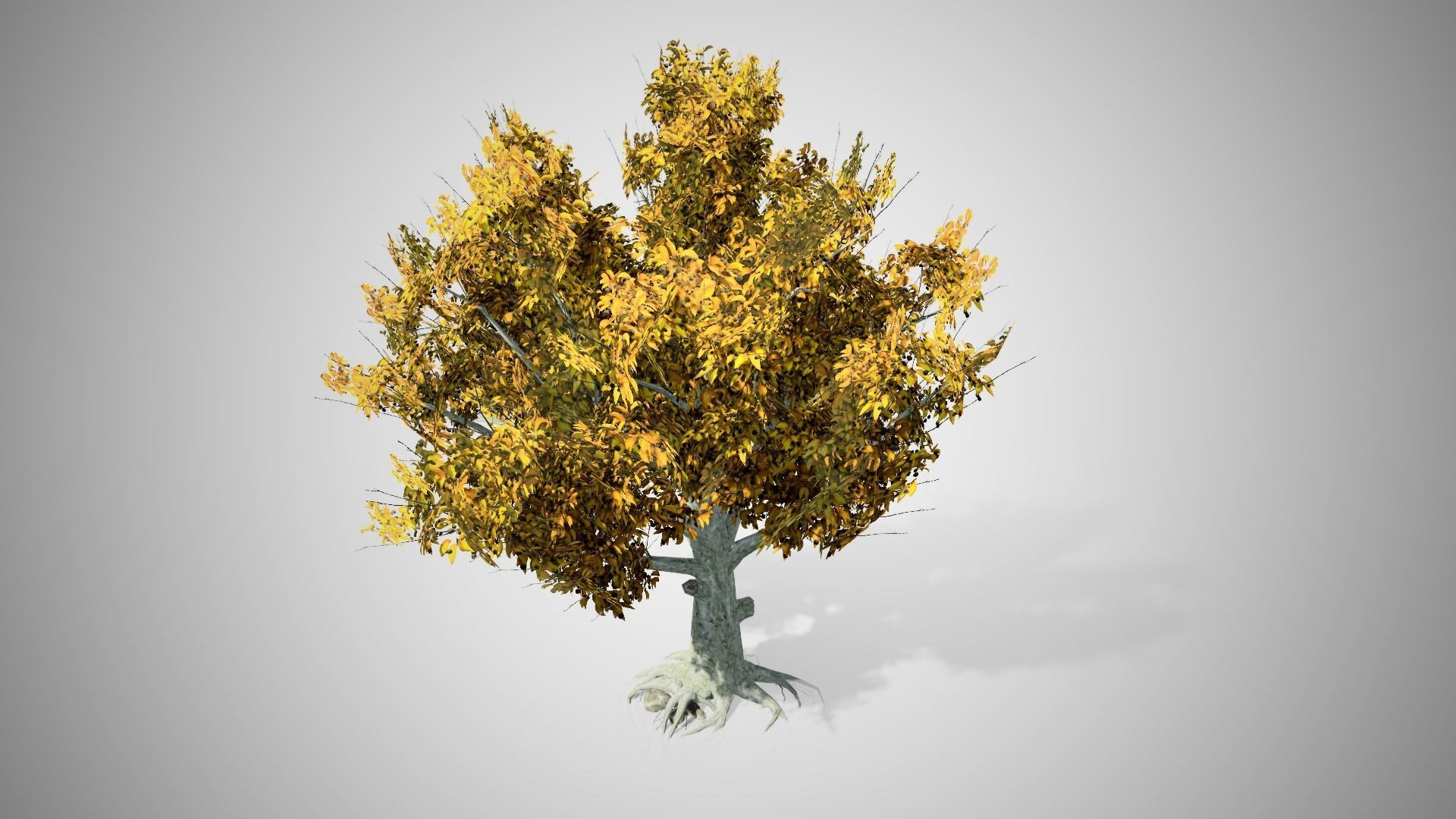 American Beech Fall Tree Low-poly 3D model_1