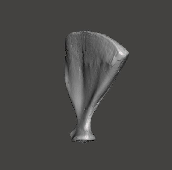 Pig scapula 3D model_4