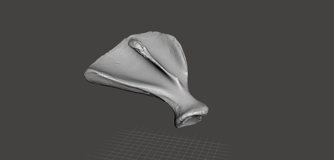 Pig scapula 3D model_2