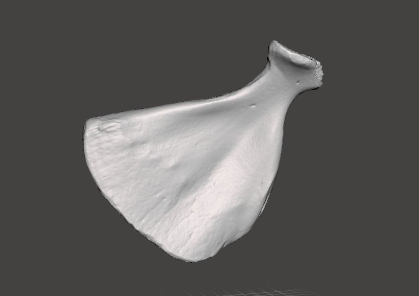 Pig scapula 3D model_7