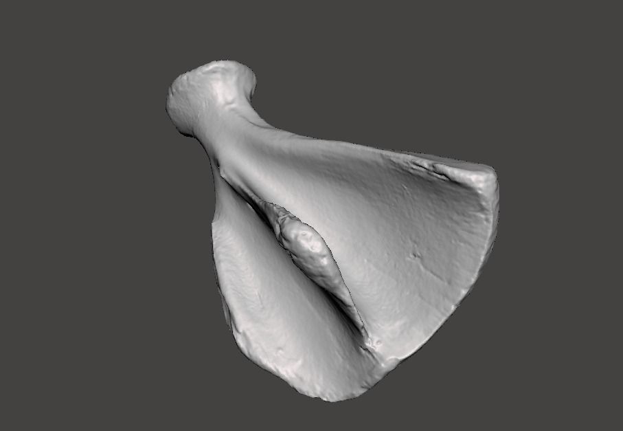 Pig scapula 3D model_6