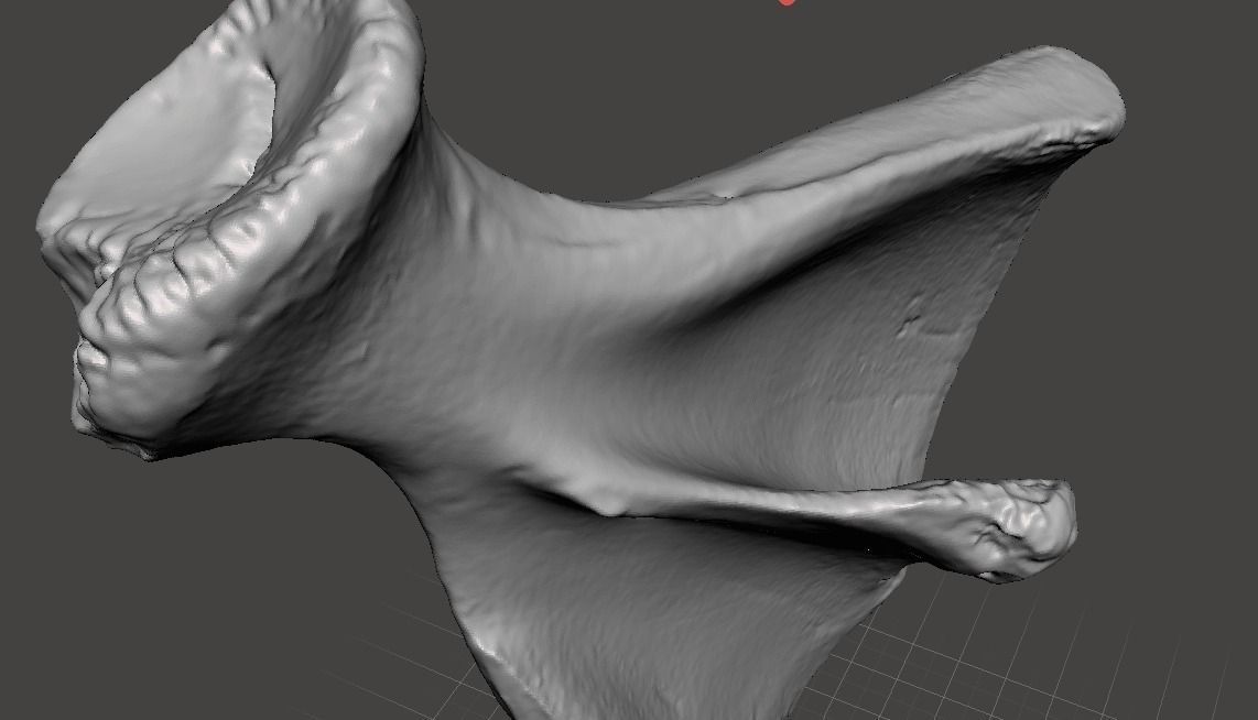 Pig scapula 3D model_9