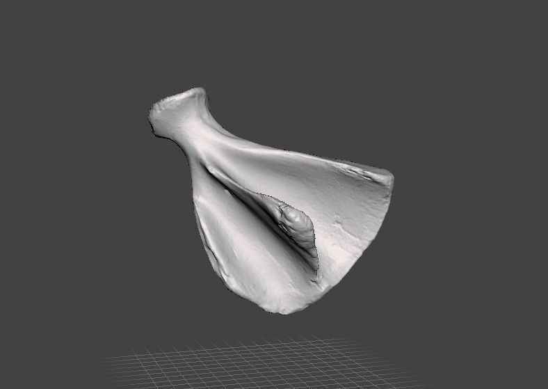 Pig scapula 3D model_1