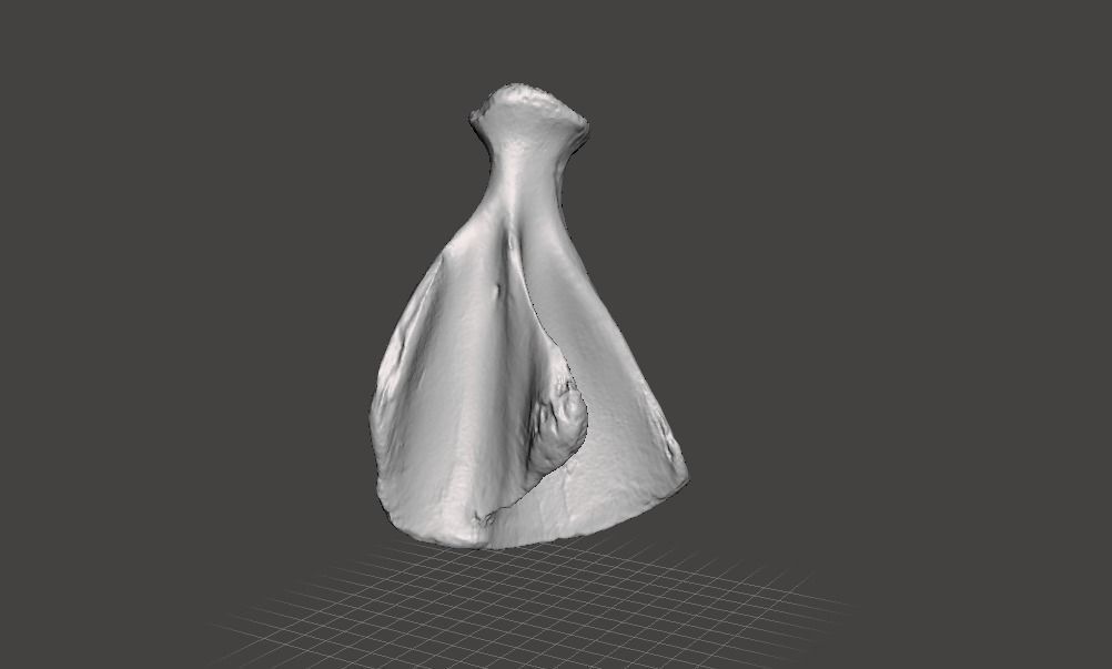 Pig scapula 3D model_0