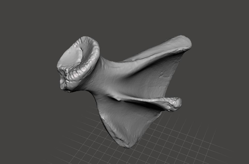 Pig scapula 3D model_8