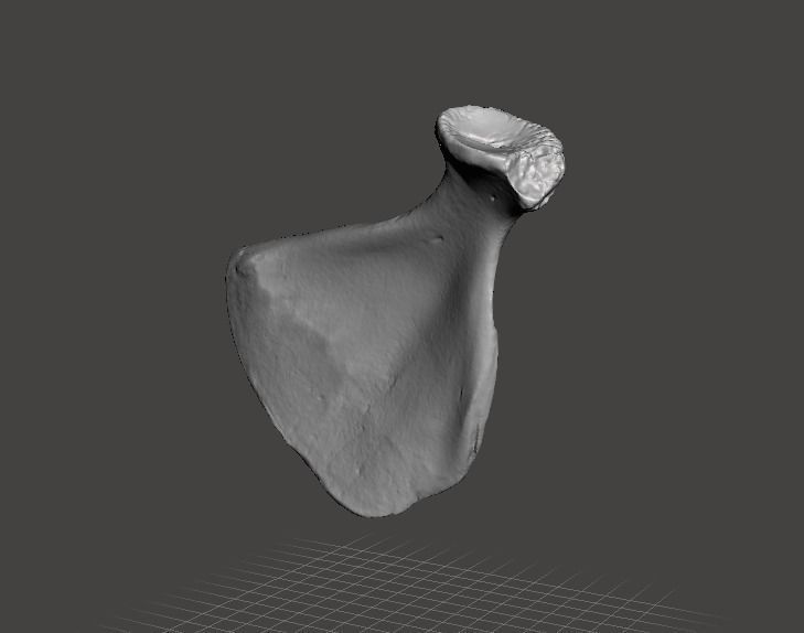 Pig scapula 3D model_10