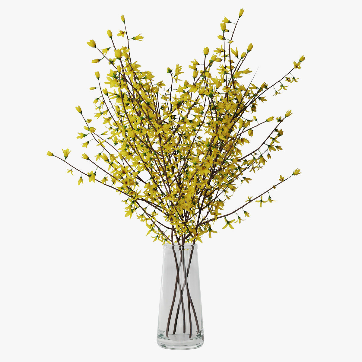 Forsythia 02 3D model