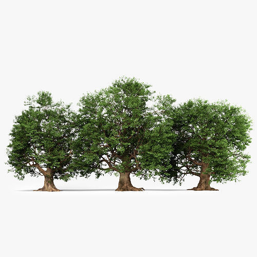 Oak Trees 3D model
