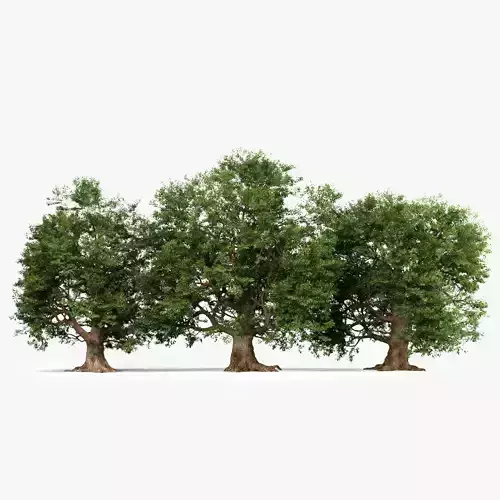 Oak Trees 3D model