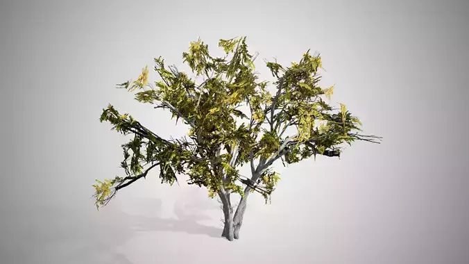 American Elm Fall Tree