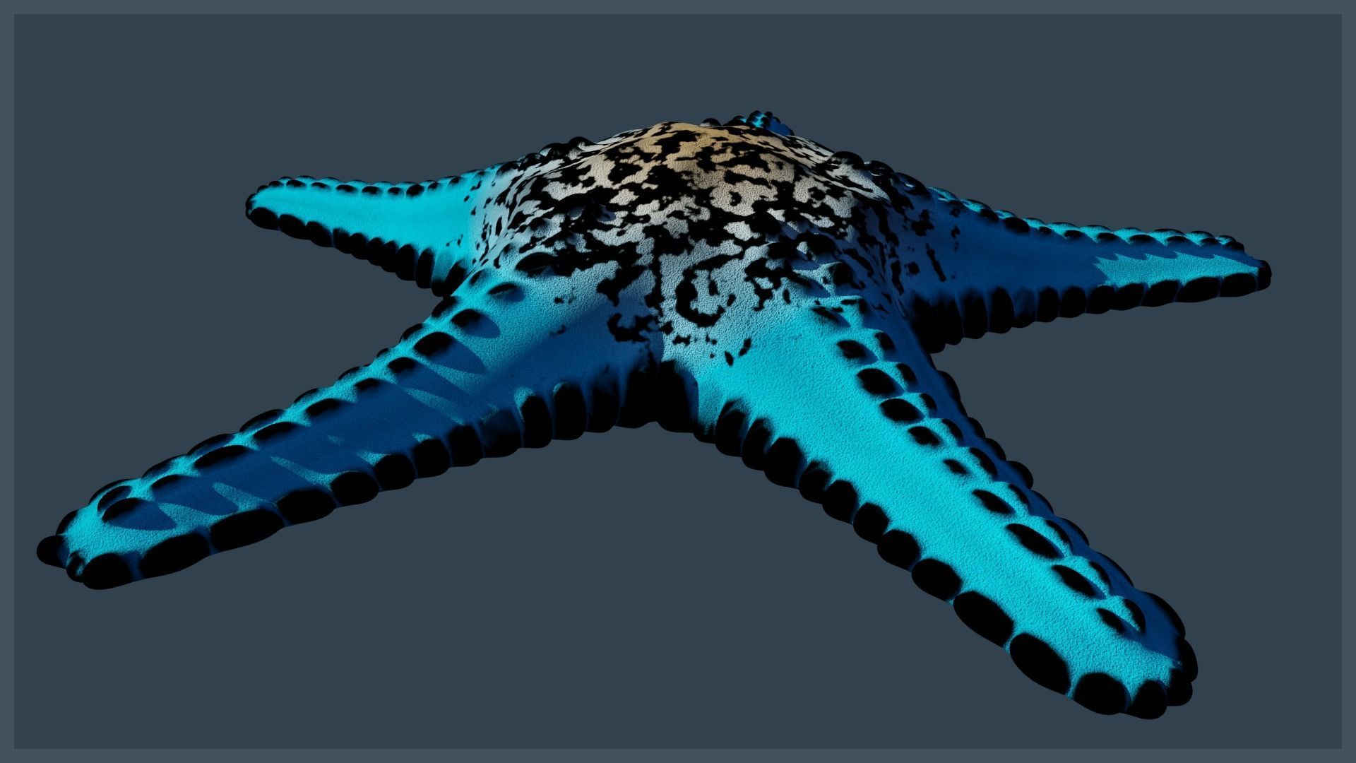 Starfish Variety Pack 2 Low-poly 3D model_16