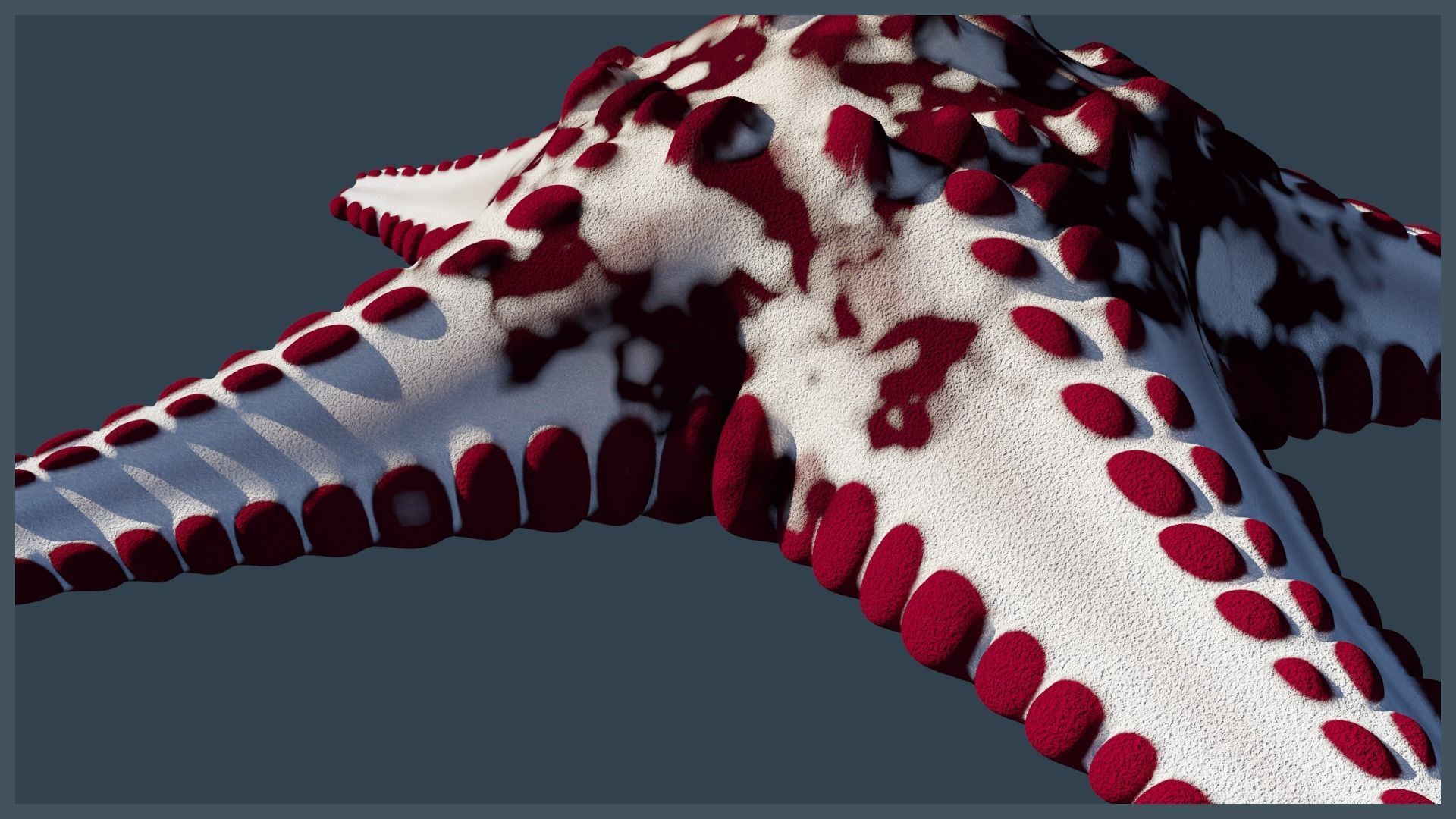 Starfish Variety Pack 2 Low-poly 3D model_15