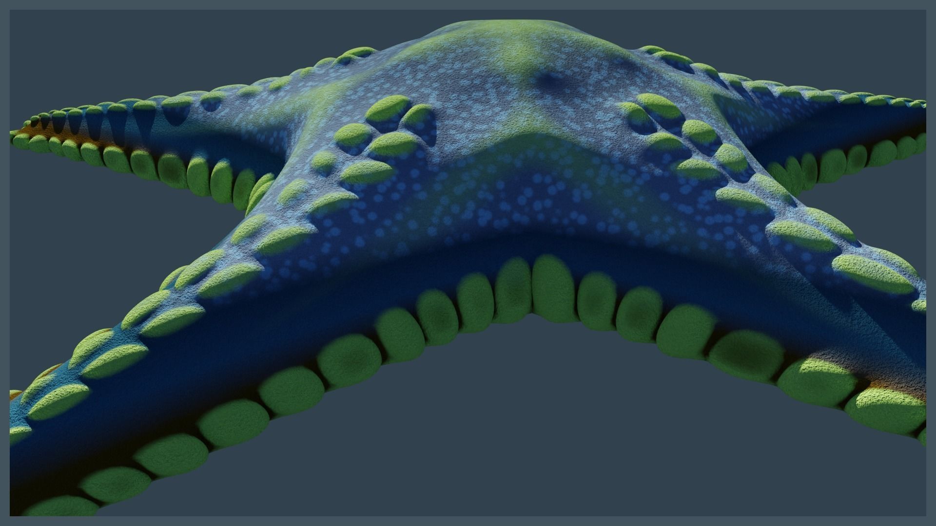 Starfish Variety Pack 2 Low-poly 3D model_17