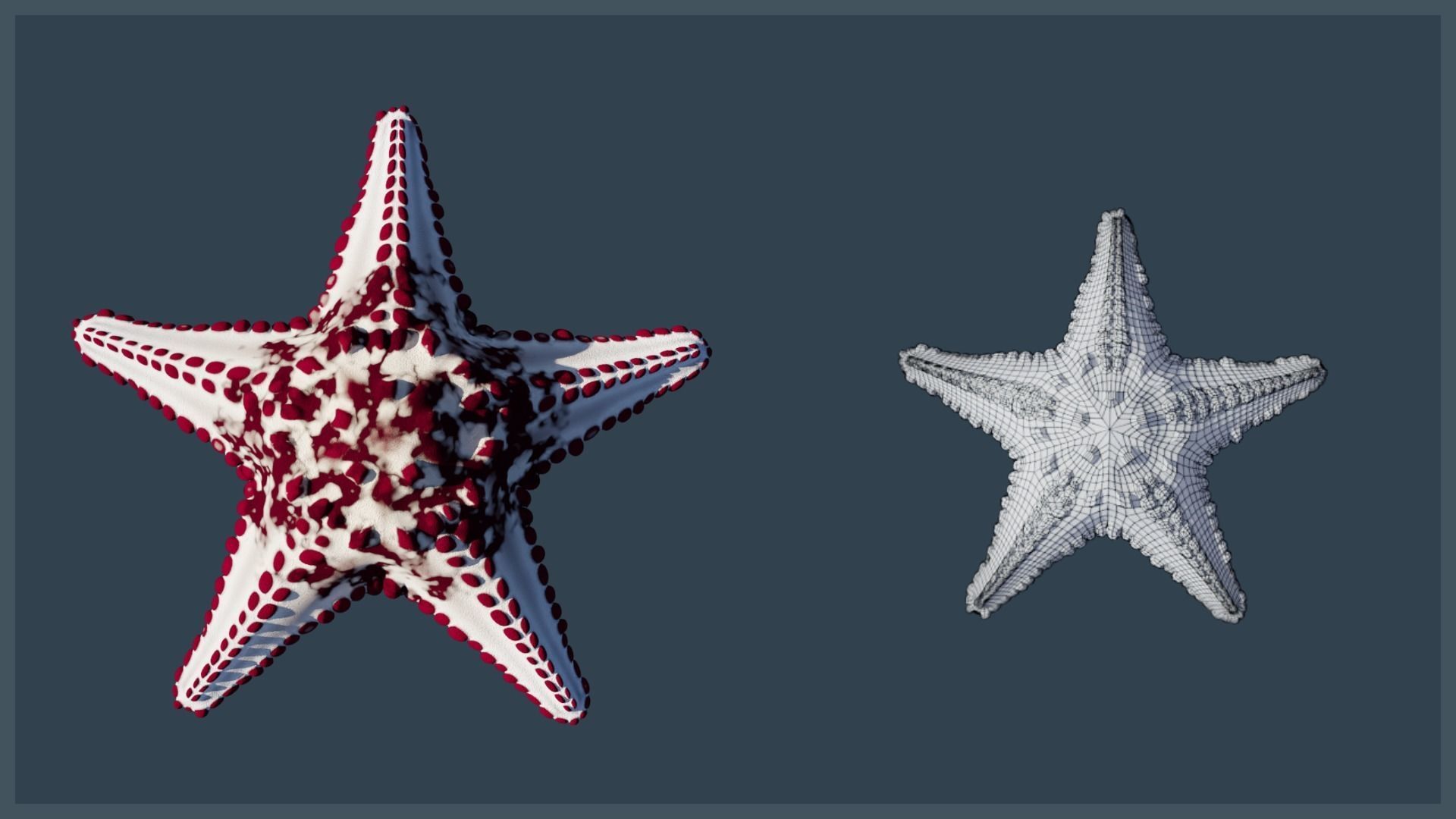 Starfish Variety Pack 2 Low-poly 3D model_10