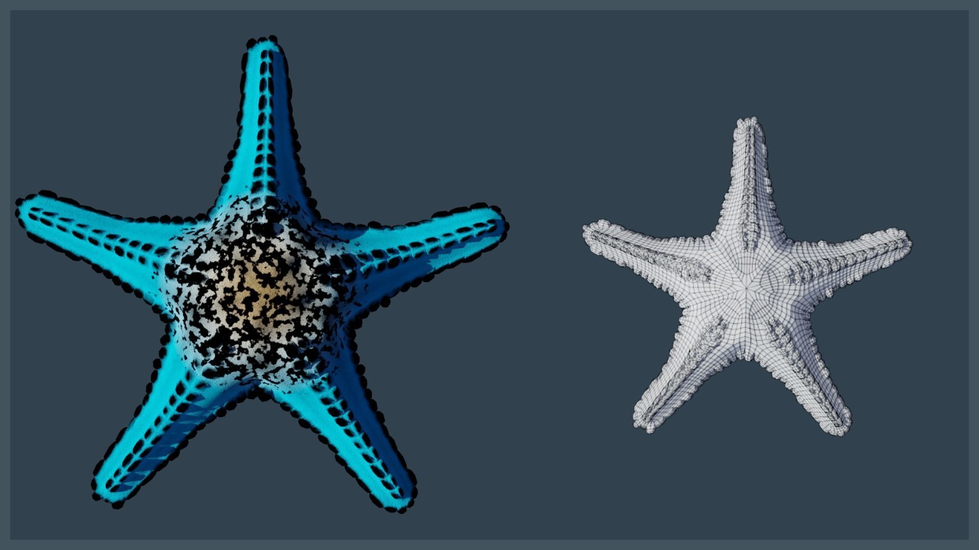 Starfish Variety Pack 2 Low-poly 3D model_11