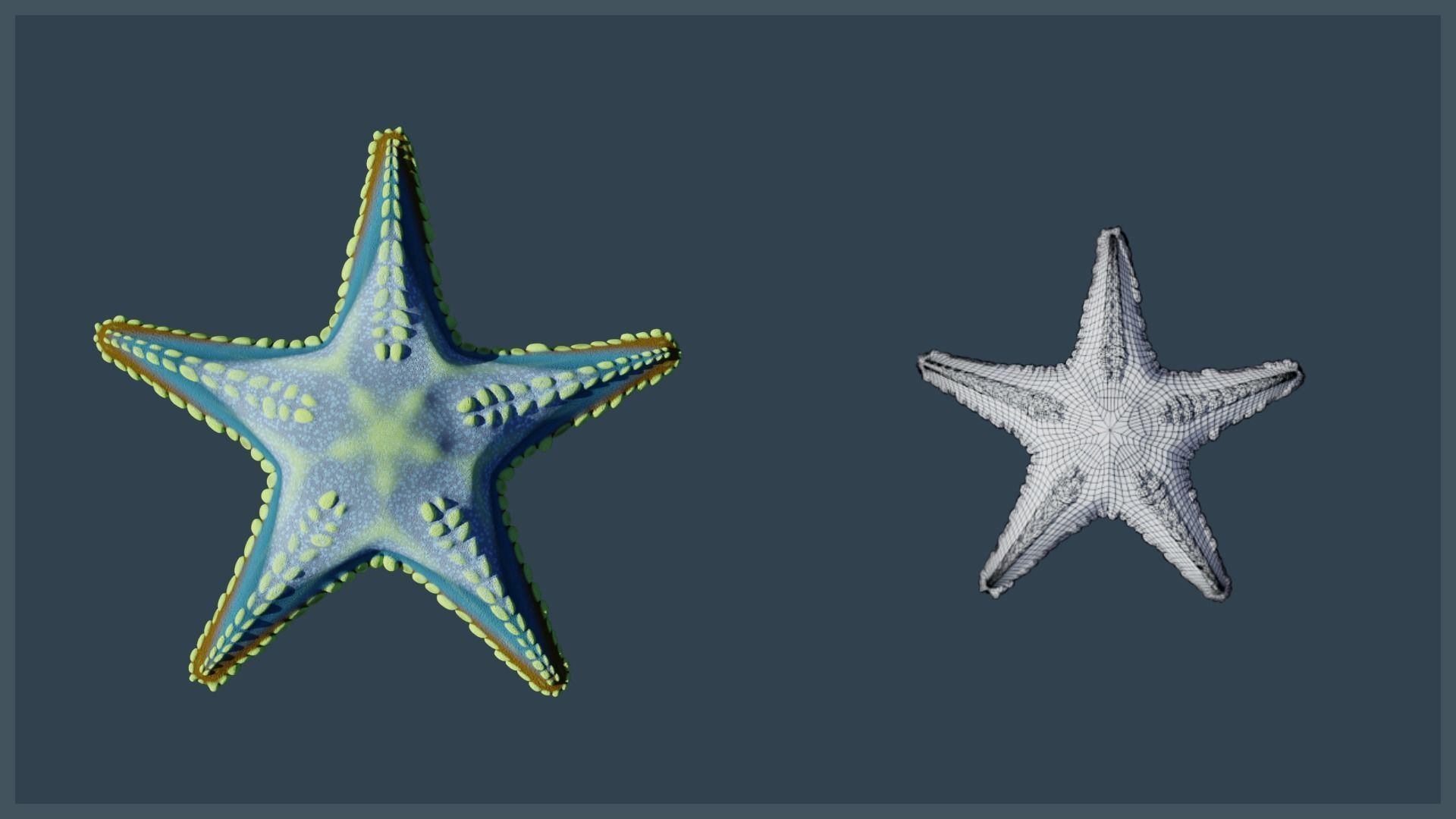 Starfish Variety Pack 2 Low-poly 3D model_12