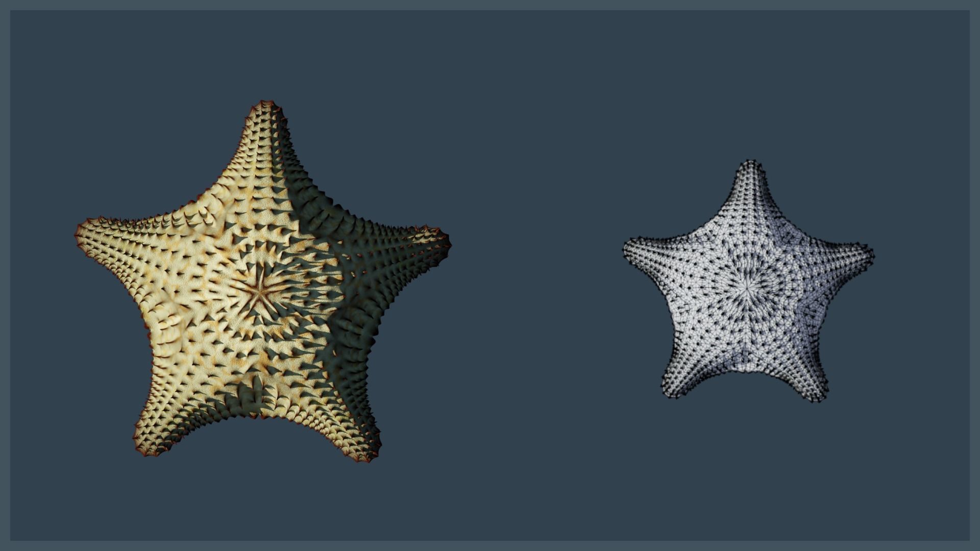 Starfish Variety Pack 2 Low-poly 3D model_9