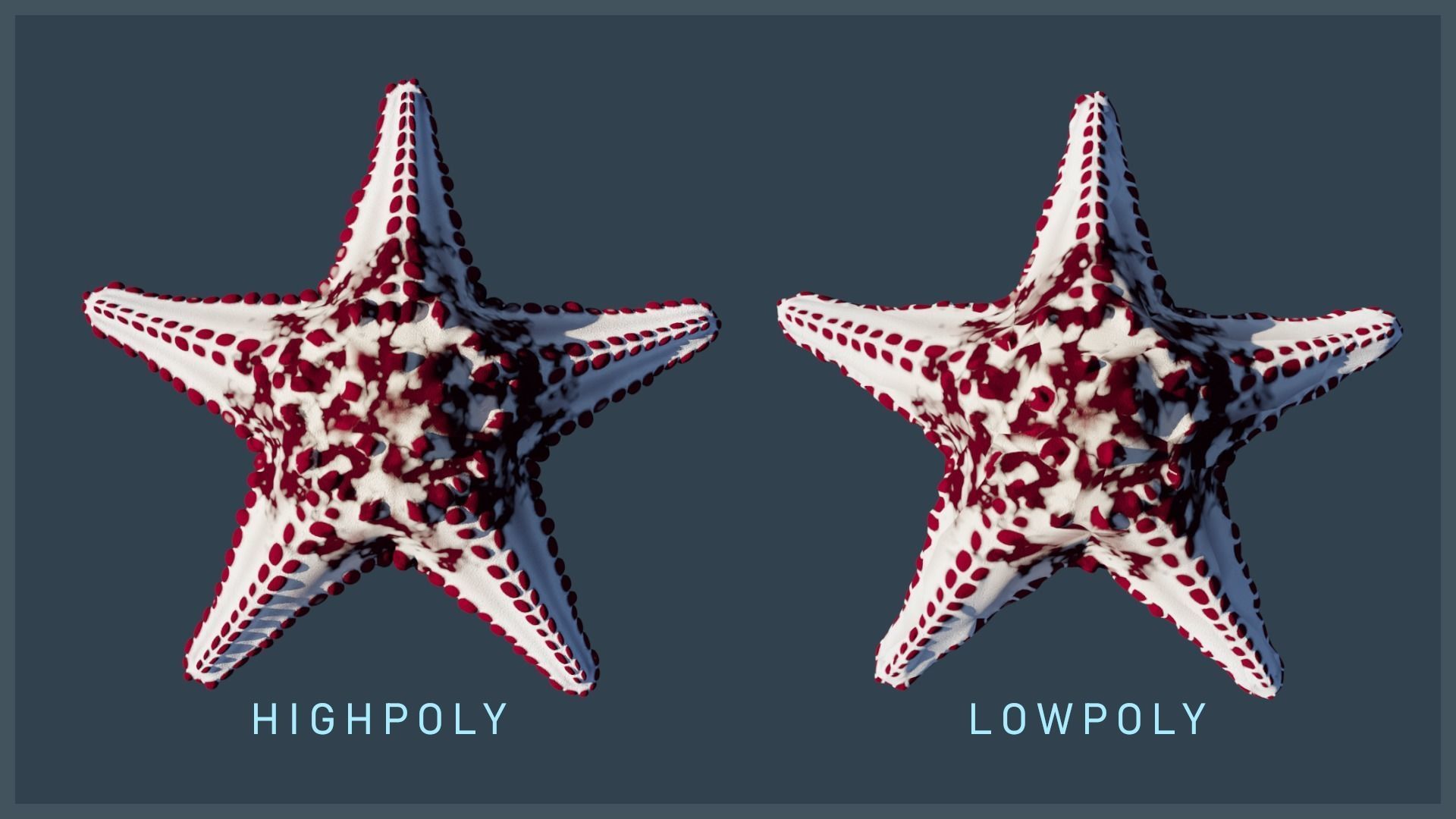 Starfish Variety Pack 2 Low-poly 3D model_5