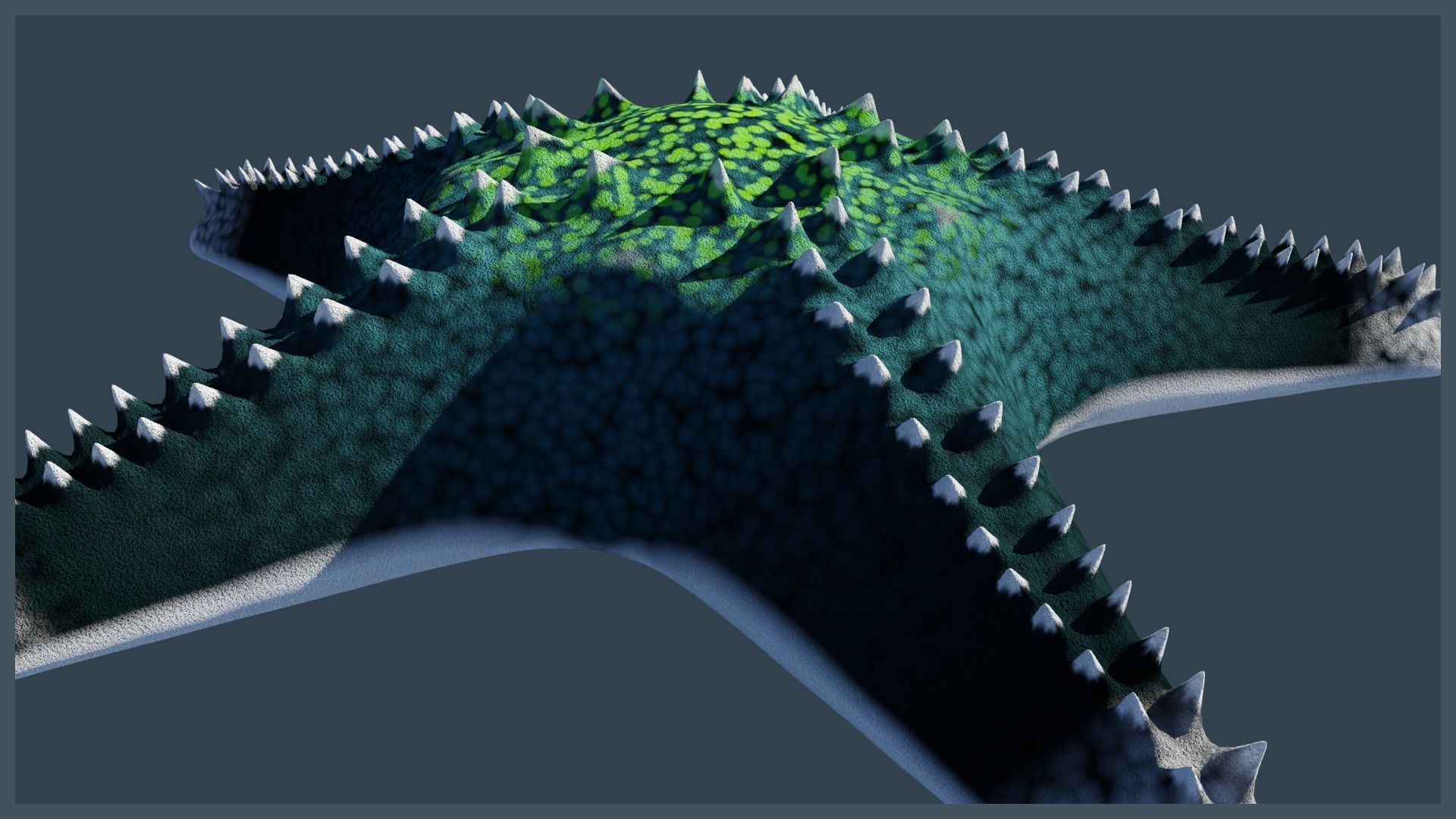 Starfish Variety Pack 2 Low-poly 3D model_13