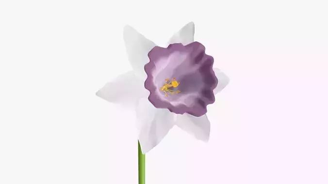 Narcissus flower single - purple plant 