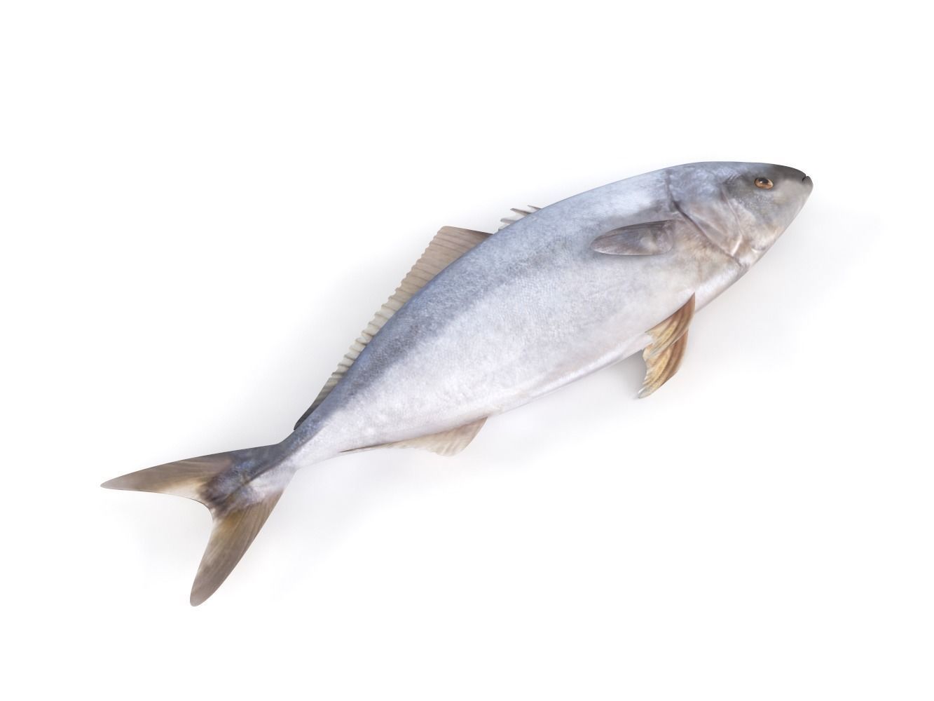 Tuna Fish 3D model_5