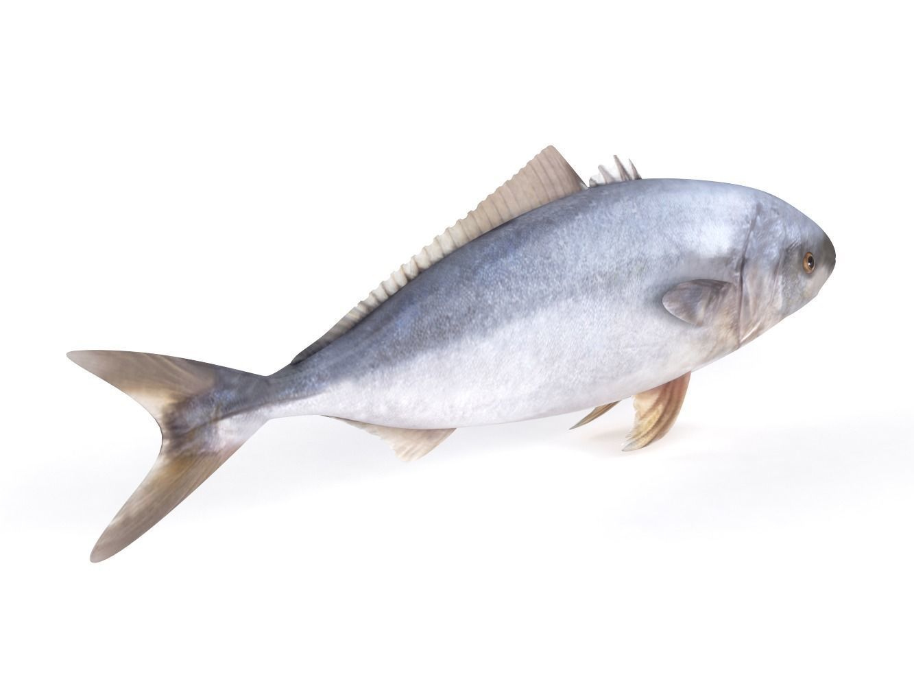 Tuna Fish 3D model_2