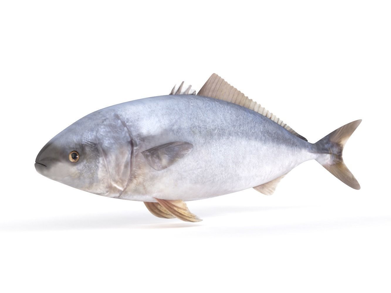 Tuna Fish 3D model_3