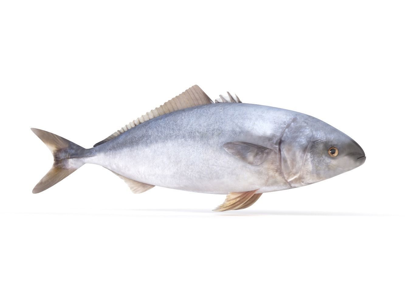 Tuna Fish 3D model_1