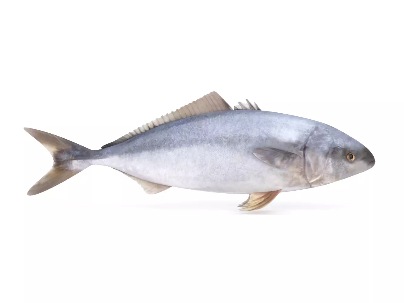 Tuna Fish 3D model_0