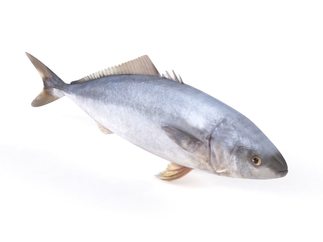 Tuna Fish 3D model_4
