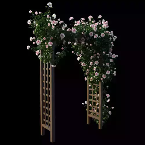 Rose plant set 19
