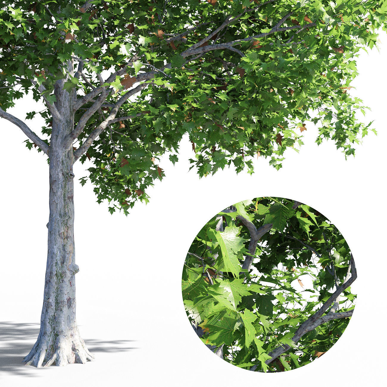 Platanus acerifolia 3D model_2