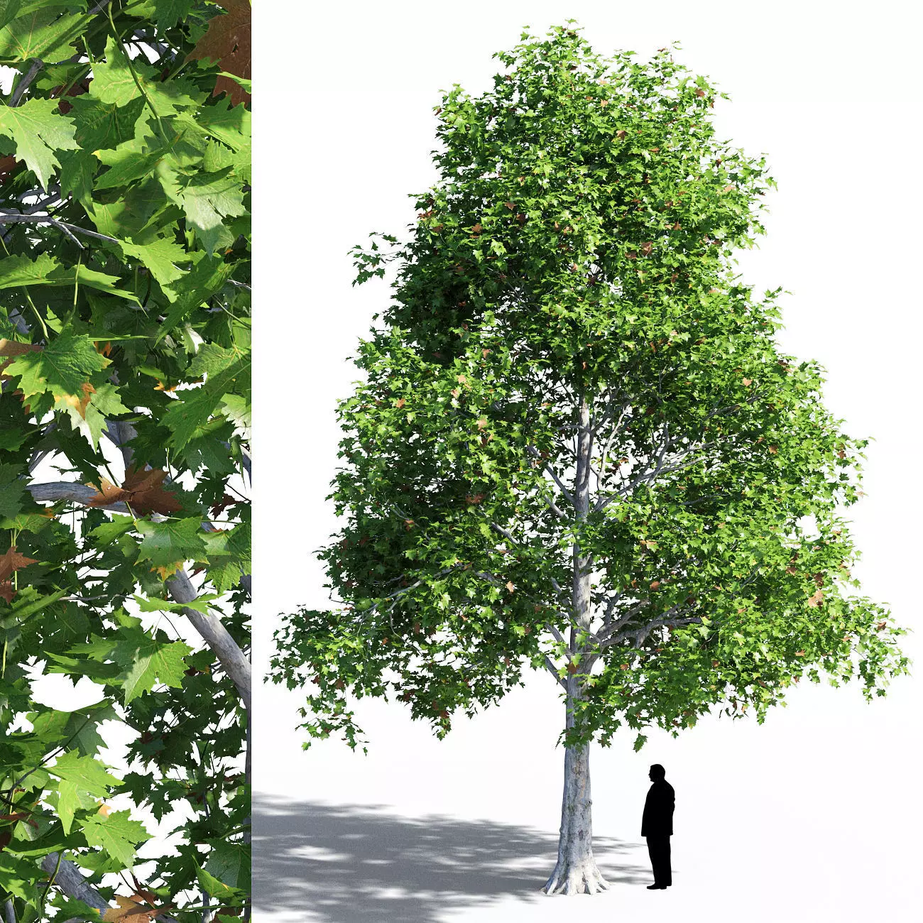 Platanus acerifolia 3D model_0