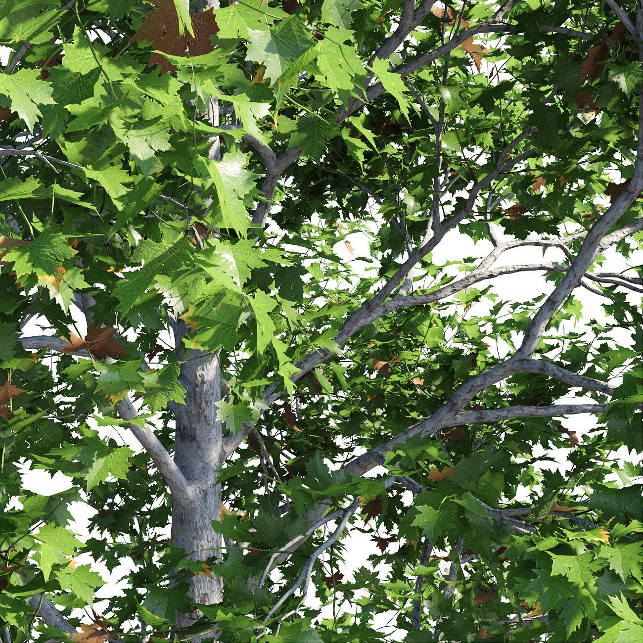 Platanus acerifolia 3D model_3