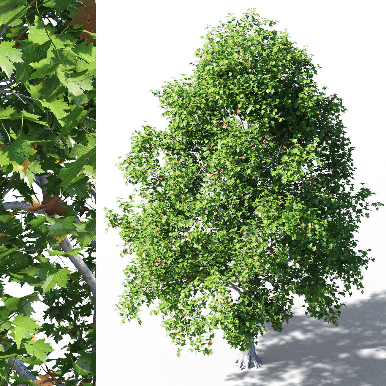 Platanus acerifolia 3D model_1