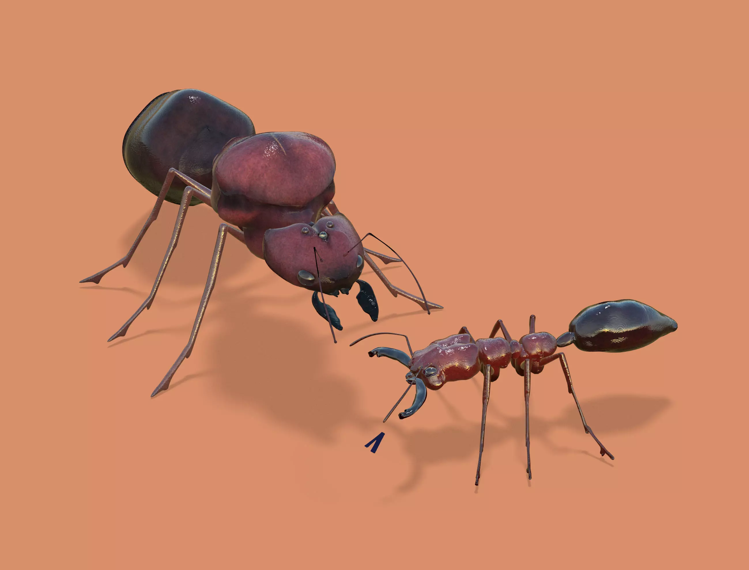 Odontomachus ant and Atta ant 3D model_0