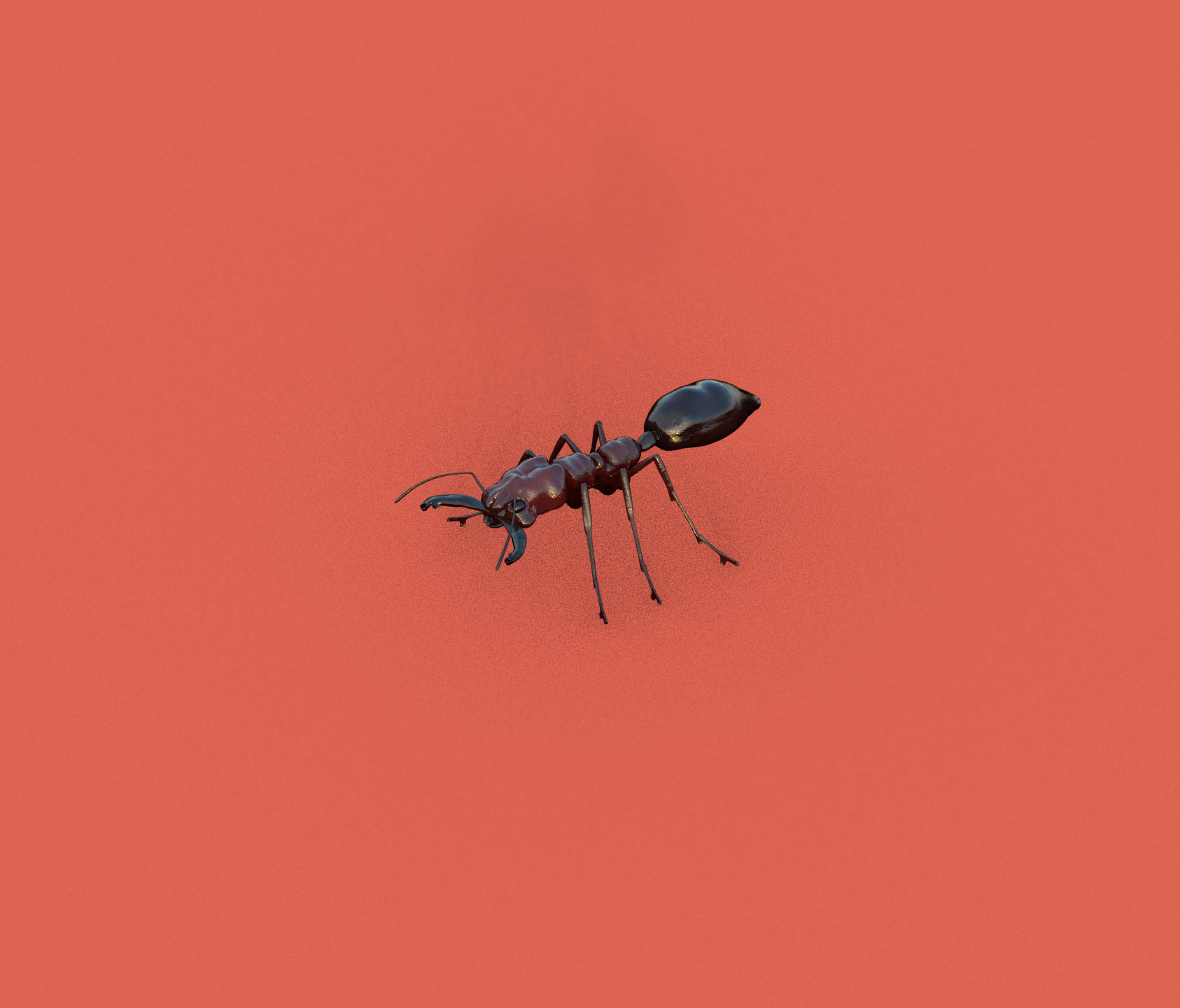 Odontomachus ant and Atta ant 3D model_2