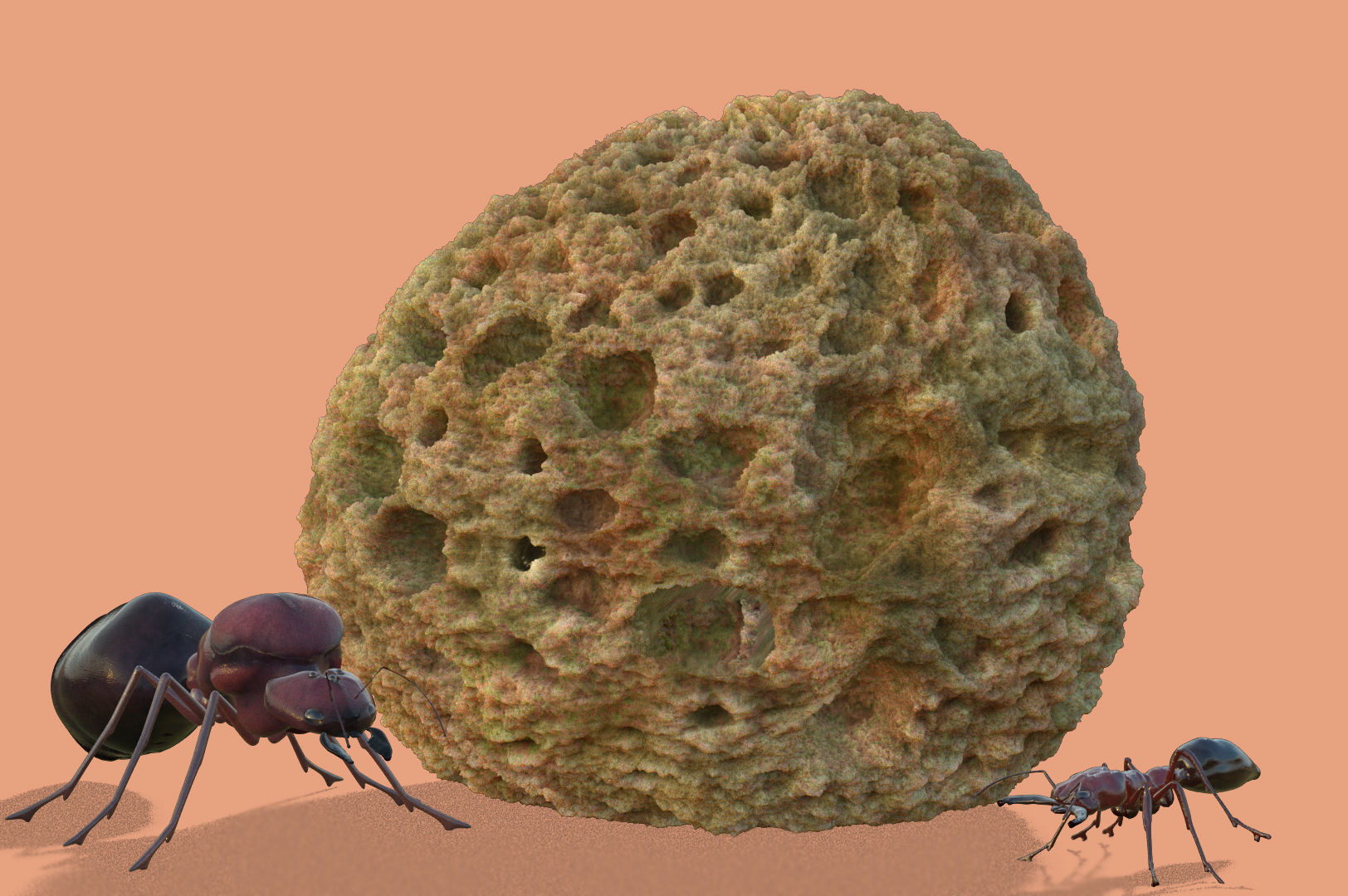 Odontomachus ant and Atta ant 3D model_3
