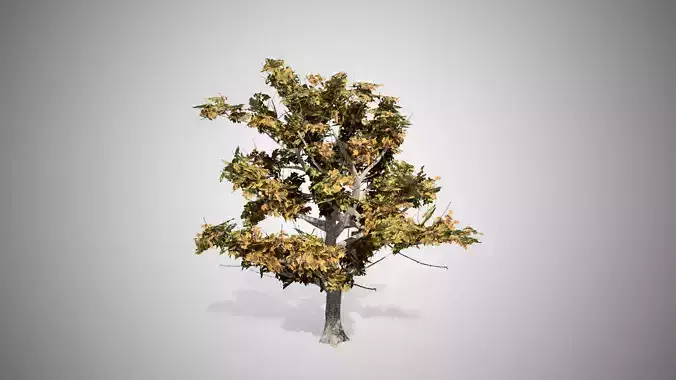 American Sycamore Fall Tree Low-poly 3D model