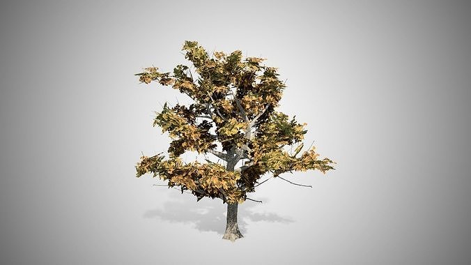 American Sycamore Fall Tree Low-poly 3D model