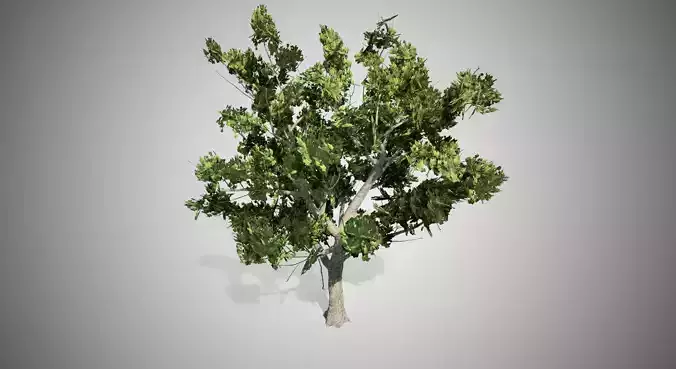 American Sycamore Tree Low-poly 3D model