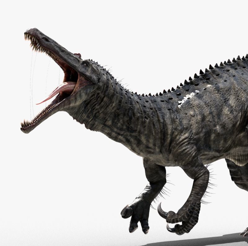 Suchomimus tenerensis Low-poly 3D model_2
