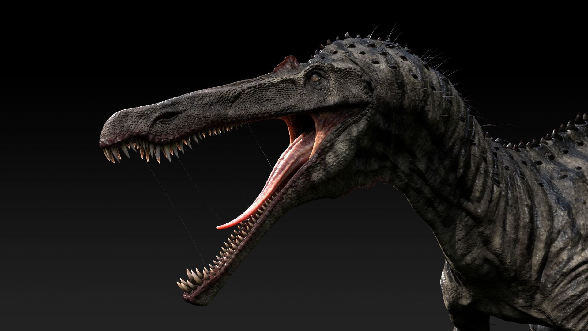 Suchomimus tenerensis Low-poly 3D model_8